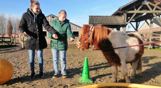 paarden