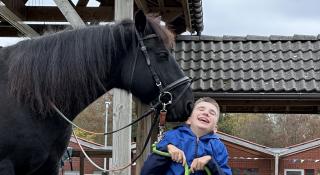 paarden